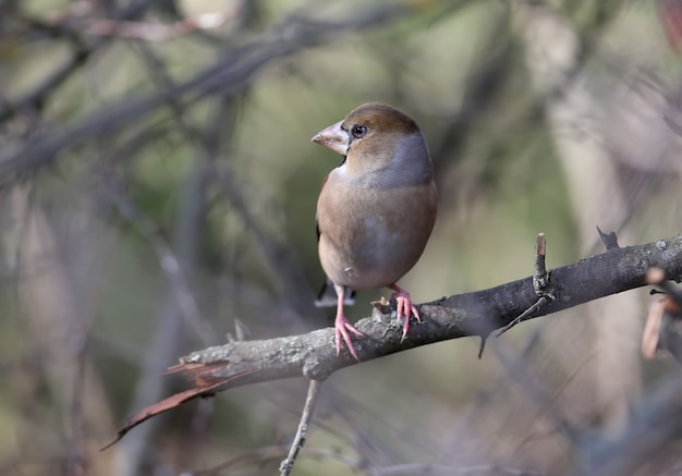 Ongewoon close-up appelvink (Coccothraustes coccothraustes).