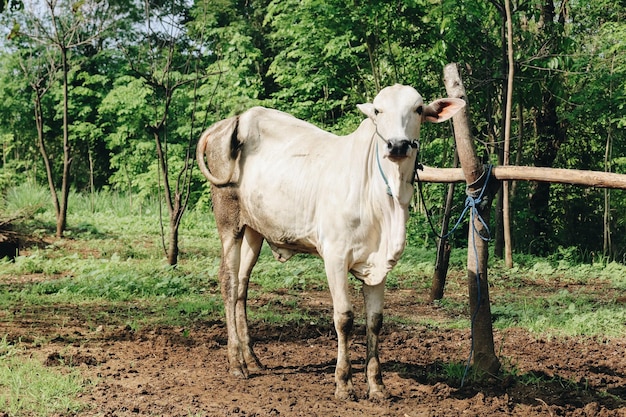 Ongole 잡종 소 또는 Javanese Cow 또는 White Cow 또는 Bos taurus는 인도네시아 전통 농장에서 가장 큰 소입니다. 인도네시아 전통 가축 사육