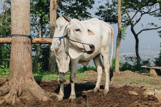 Ongole 잡종 소 또는 Javanese Cow 또는 White Cow 또는 Bos taurus는 인도네시아 전통 농장에서 가장 큰 소입니다. 인도네시아 전통 가축 사육