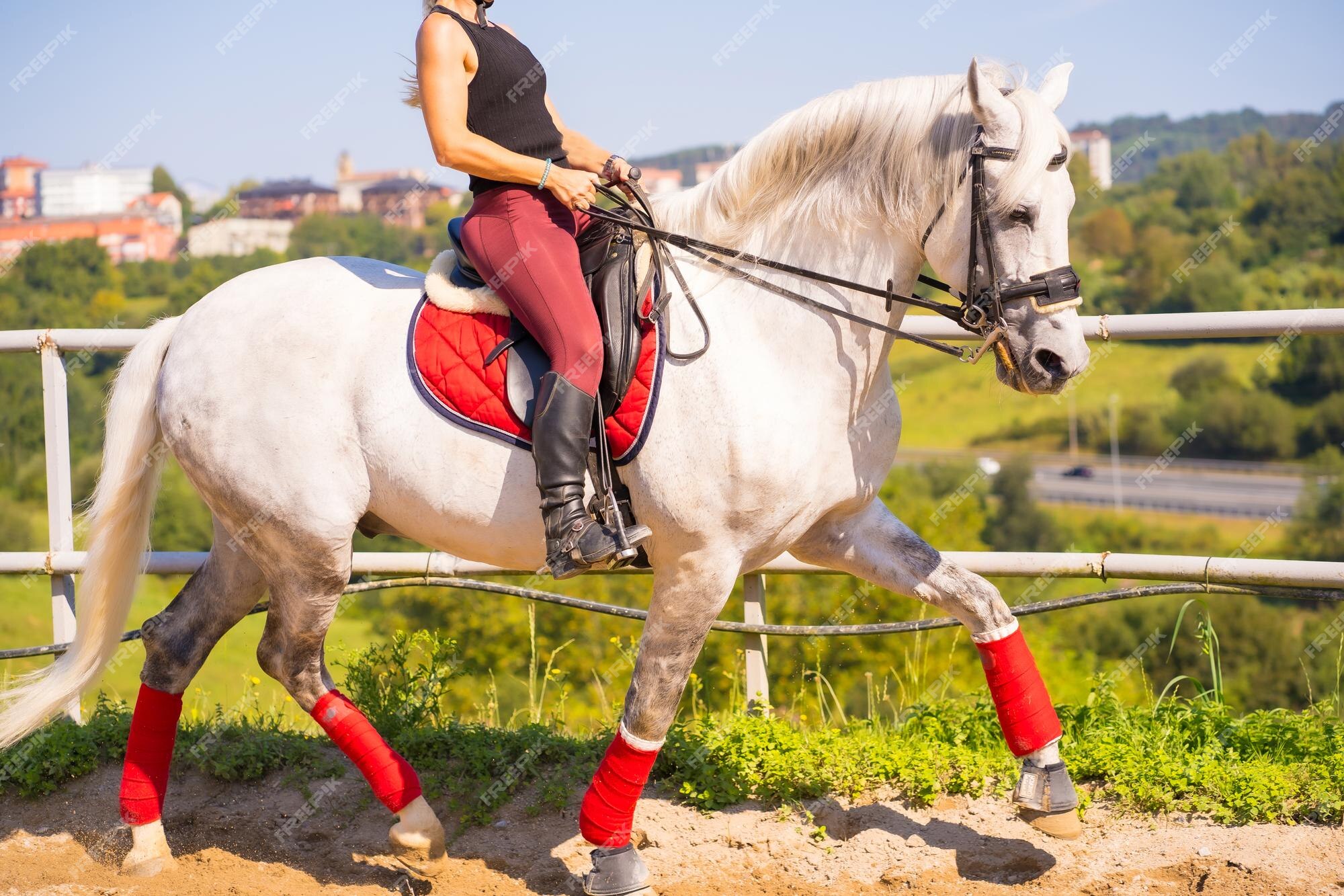 Bijdrager Tektonisch Chirurgie Onherkenbaar blond meisje rijdt op een wit paard, gekleed in zwarte ruiter met veiligheidshoed | Premium Foto Bijdrager Tektonisch Chirurgie Onherkenbaar blond meisje rijdt op een wit paard, gekleed in zwarte ruiter met veiligheidshoed | Premium Foto
