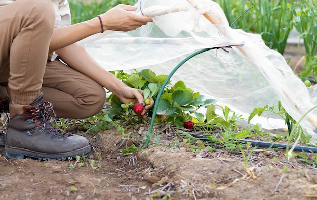 Onherkenbare jongeman die aardbeien van de oogst oppakt in de tuin met een klein warm huis