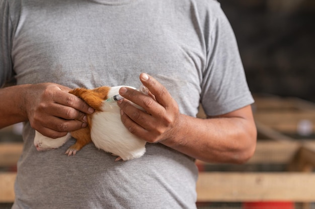 Foto onherkenbare mannelijke dierenarts die een cavia op een boerderij vaccineert