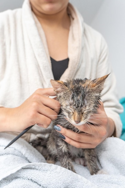 Onherkenbare vrouw in badjas die een vers gewassen kat kamt