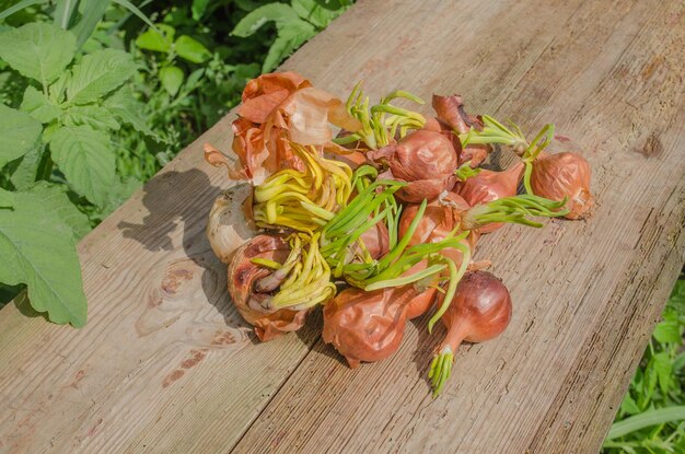 Onion bulb on wooden background Onions at the end of storage life beginning to sprout