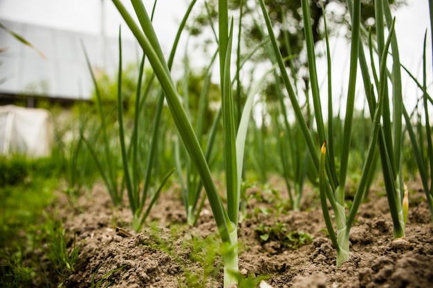 Onion crops planted in soil get ripe under sun cultivated land\
close up with sprout agriculture plant growing in bed row green\
natural food crop