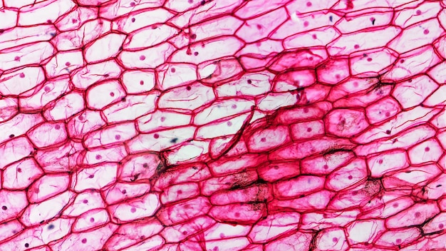 Photo onion epidermus micrograph background