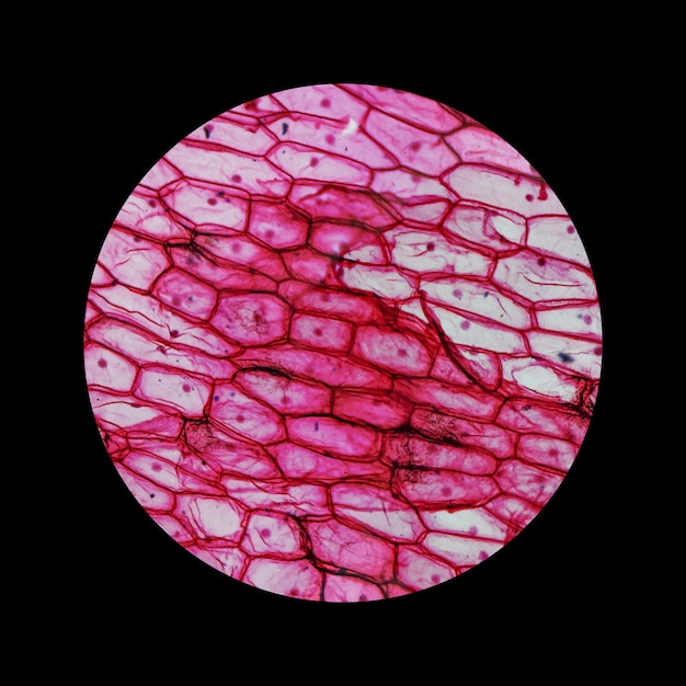 Onion epidermus micrograph