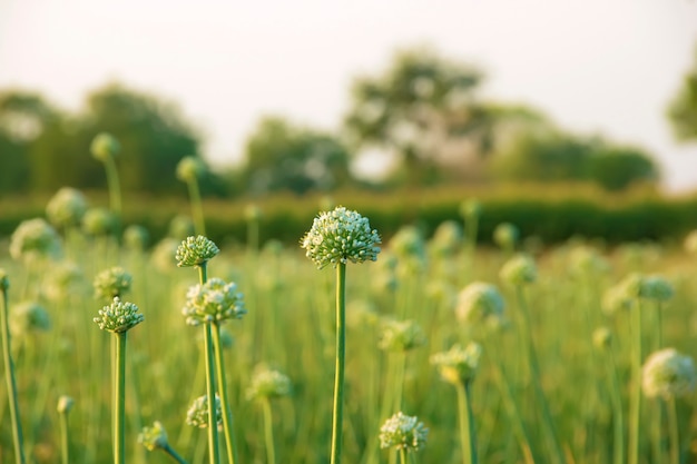 Onion field