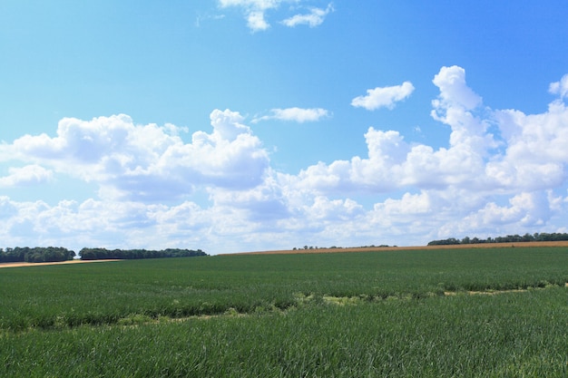 Onion fields in summer under the sun