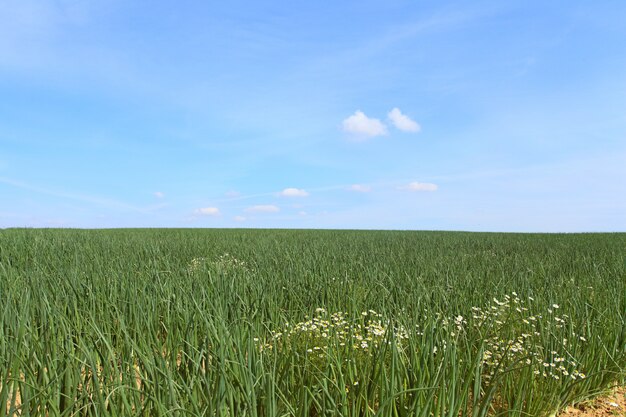 Onion fields in summer under the sun