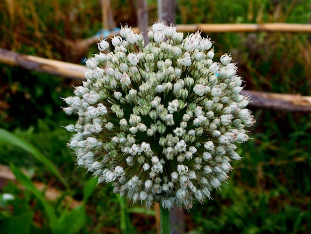 Photo onion flower on macro