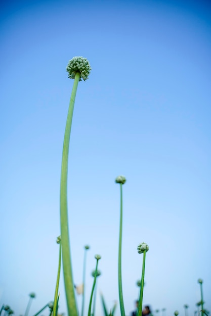 タマネギ農地のタマネギの花