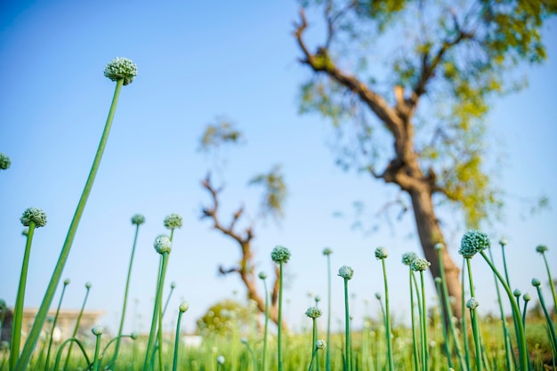 Onion flower at Onion agriculture field