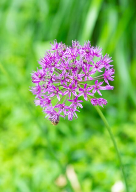 自然な背景のネギのタマネギ顕花植物