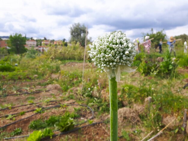 Onion flower in the urban garden of the city