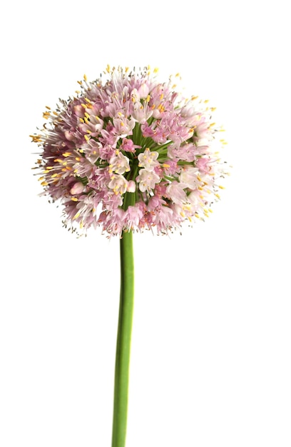 Onion flower