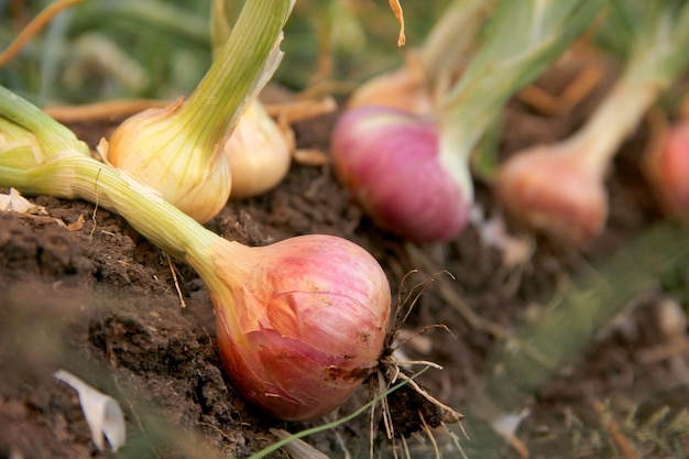 Onion on ground in farm 