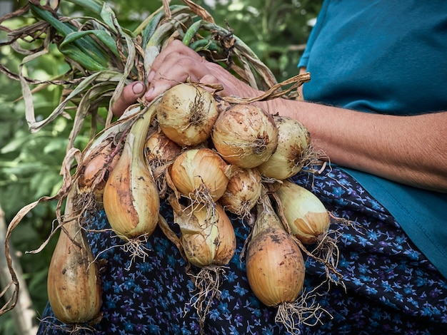 A onion in the hands of an elderly peasant woman