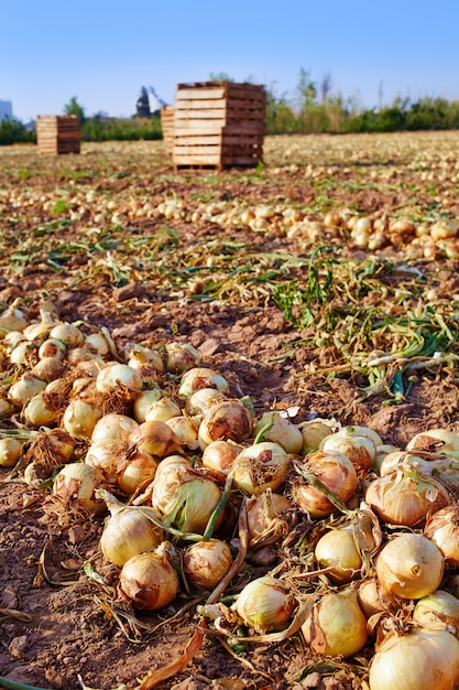 Onion harvest in Valencia Spain huerta