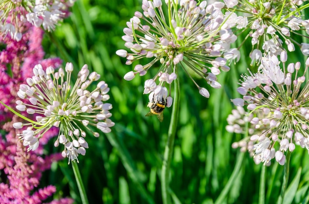 Onion heads with seeds on stems in summer.