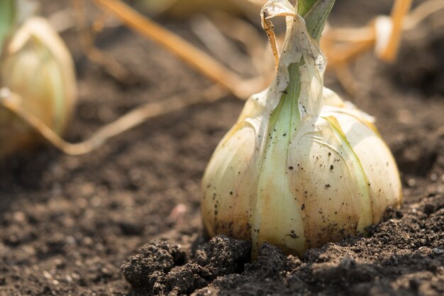 The onion is grown on the soil in the plots