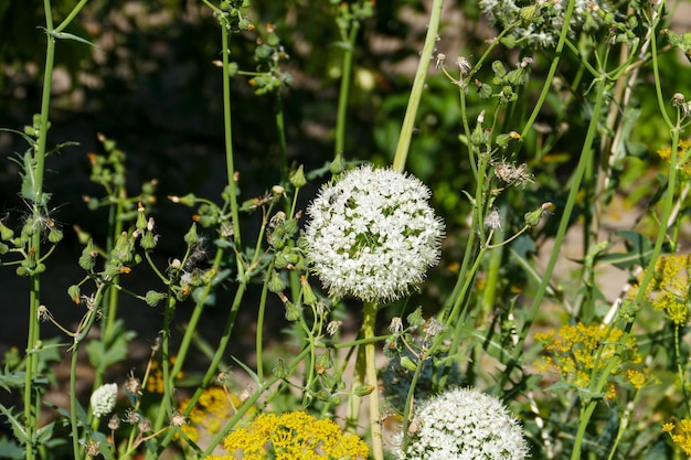 タマネギの植物の花クローズ アップ タマネギの植物