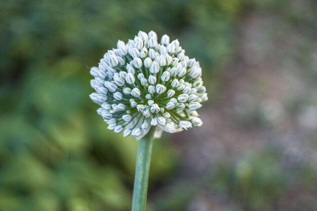 Photo the onion plant grows older and gives seeds the onions reaching the grain will now give seeds