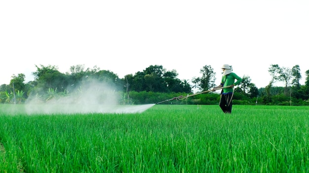 Onion plantation in the country