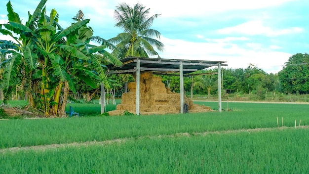 Onion plantation in the country