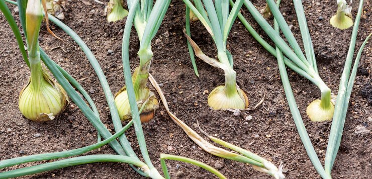Onion plants closeup
