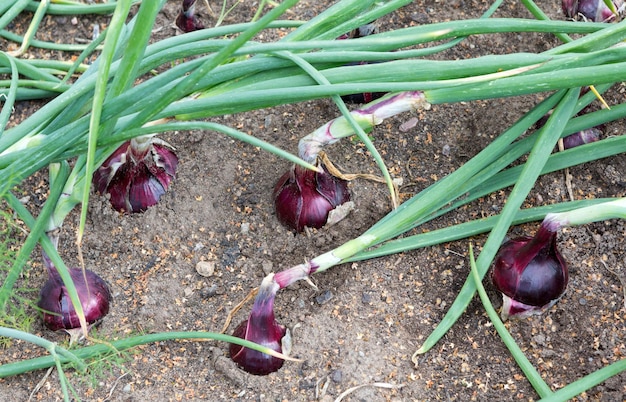 Photo onion plants row growing on field close up