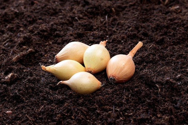 タマネギは地面に植える準備ができていますクローズアップベッドで野菜を育てるというコンセプト