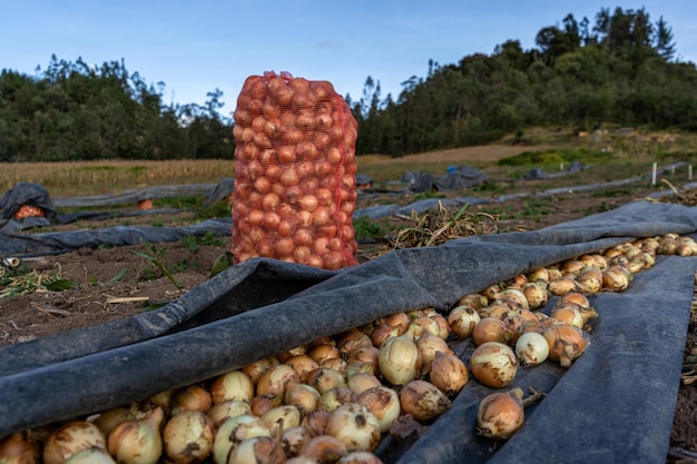 畑のタマネギの袋 Costal con cebollas en el Campo cosechando