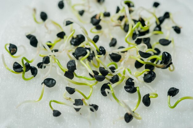 onion seeds micro green sprouts at home healthy food vitamins