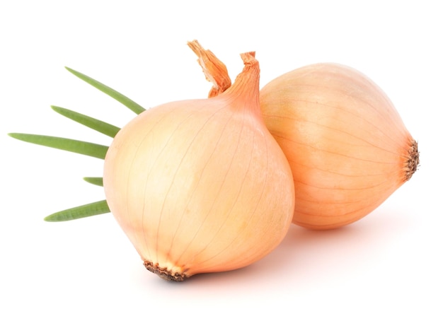 Onion vegetable