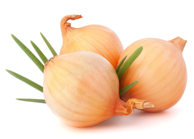 Onion vegetable