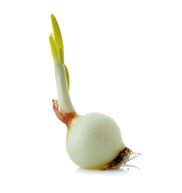 Onion on white background