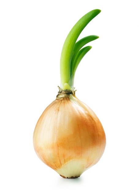 Onion with fresh green sprout