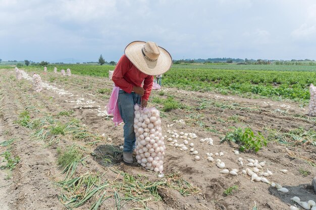 onions as they are carefully gathered and prepared for packing