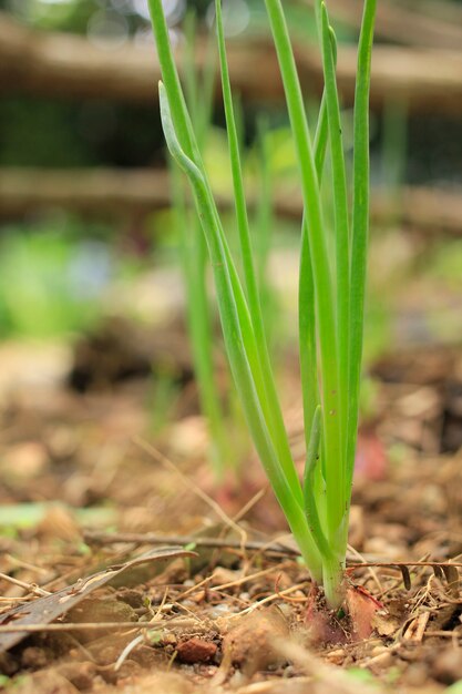Onions grow beautifully in the garden.