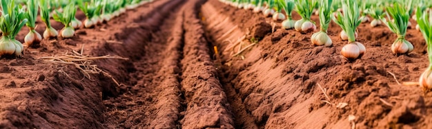 Cipolle che crescono nel campo del giardino ia generativa