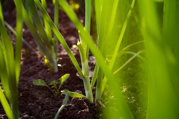 Onions growing in the vegetable garden Closeup of green onions