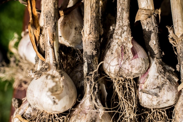 Foto cipolle coltivate in un orto domestico. cipolle biologiche deposte sul terreno.