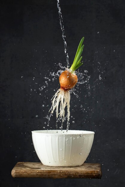 Onions with roots and feathers on a black background with water splashes