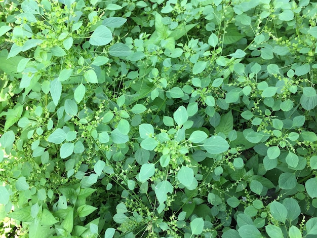 onkruid dat in de tuin groeit