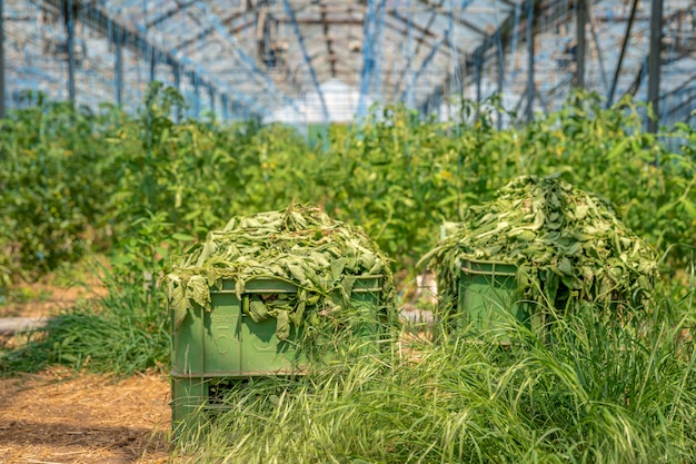 Onkruid en gras in een krat in een kas na het reinigen. kopieer ruimte