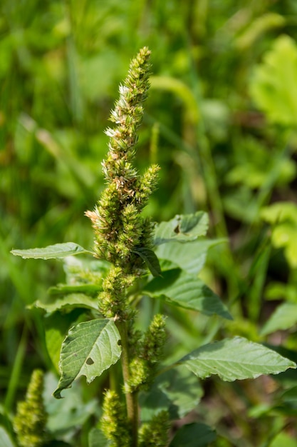 Onkruid en medicinale plant Amaranthus retroflexus