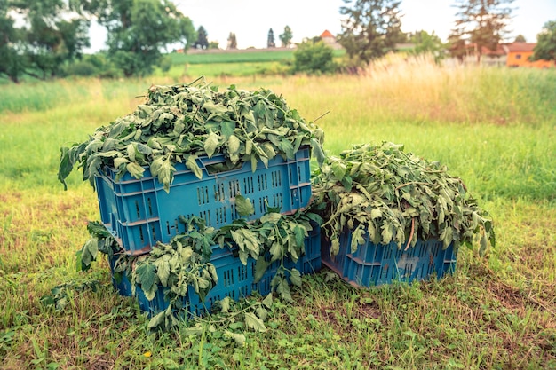 Onkruid in kratten in een veld op een boerderij.