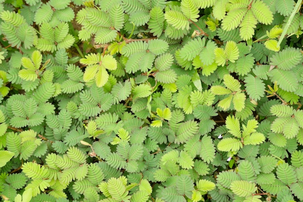 Onkruid verfrissend in de ochtend, groene kleur van blad en bovenaanzicht