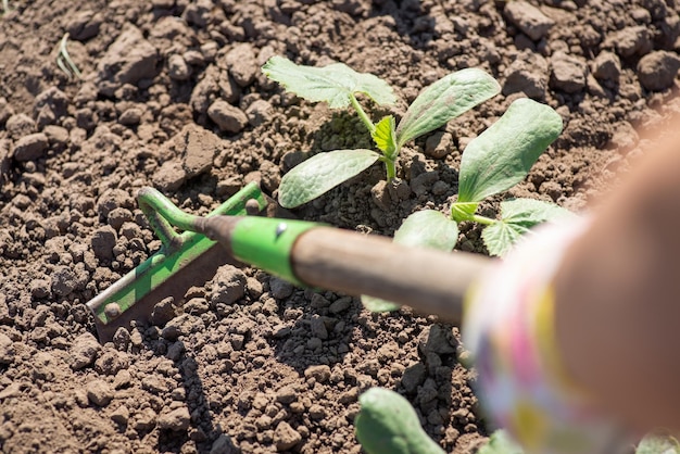 Onkruid verwijderen uit de tuin met een gereedschapsschoffel